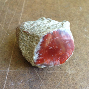 Red Horn Coral Elixir