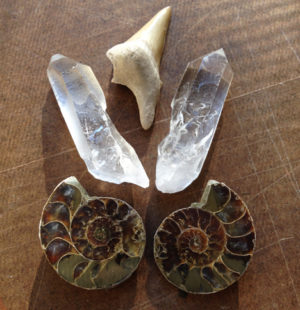 Ammonite, Fossilized Shark’s Tooth and Lemurian Quartz Elixir